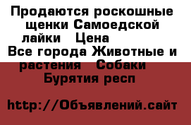 Продаются роскошные щенки Самоедской лайки › Цена ­ 40 000 - Все города Животные и растения » Собаки   . Бурятия респ.
